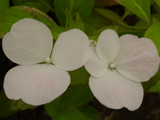 Hortensia guirlande - HYDRANGEA 'Runaway Bride®' - Arbuste