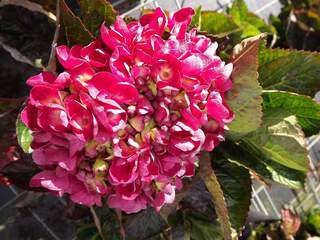 Hortensia - HYDRANGEA macrophylla 'Sanguinea' - Arbuste