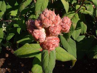 hydrangea sargentiana