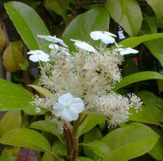 hydrangea seemani 