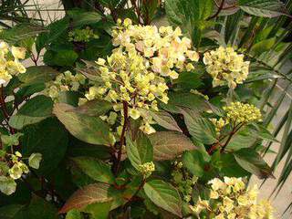 HYDRANGEA serrata Preciosa