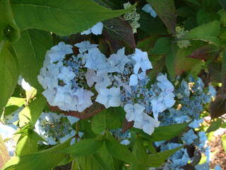 Hortensia - HYDRANGEA serrata 'Blue Deckle' - Arbuste