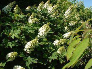 HYDRANGEA Snow queen 2