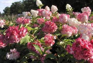 Hydrangea Vanille Fraise