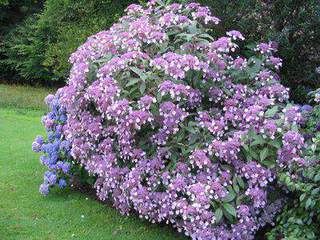 Hydrangea villosa