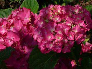 Hydrangea-macrophylla-Chaperon-Rouge