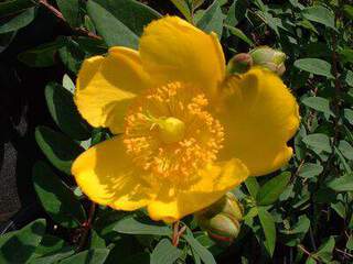 Millepertuis - HYPERICUM hookerianum 'Hidcote' - Arbuste