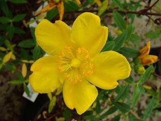 Millepertuis - HYPERICUM moserianum - Arbuste