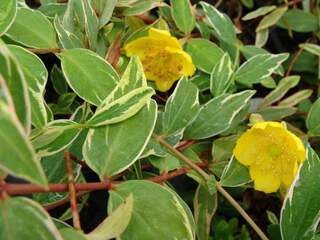 Millepertuis - HYPERICUM moserianum 'Tricolor' - Arbuste