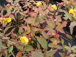 HYPERICUM moserianum 'Tricolor' AT