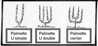 Forme palissée