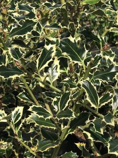 Houx - ILEX aquifolium 'Argenteomarginata' - Arbuste