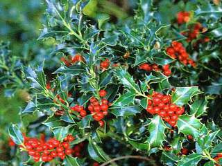 ILEX aquifolium Alaska