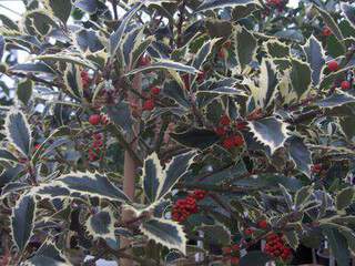 Houx - ILEX aquifolium 'Hansword silver' - Arbuste