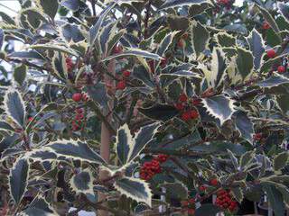 Houx - ILEX aquifolium 'Hansword silver' - Arbuste