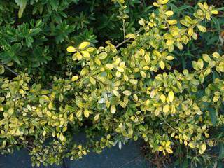 Houx - ILEX crenata 'Golden gem' - Arbuste