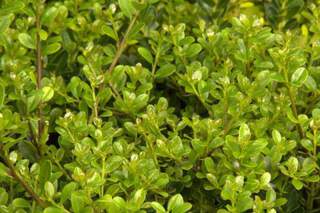 Houx - ILEX crenata Green hedge - Arbuste