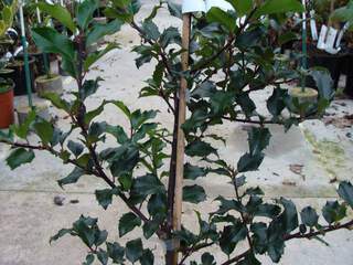 Houx - ILEX meserveae  'Blue Princess' - Arbuste