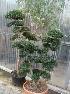 Ilex nuages 2 troncs 150 cm