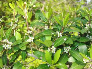 Houx boule à feuille de buis - ILEX vomitoria Nana - Arbuste