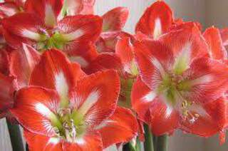 Amaryllis - AMARYLLIS 'Minerva' - Bulbe