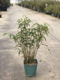 Bambou non traçant - BAMBOU FARGESIA robusta 'Formidable' - Bambou