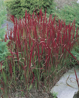 Imperata cylindrica `Red Baron`