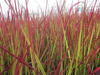 Imperata - IMPERATA cylindrica 'Red Baron' - Graminées