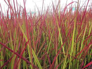 Imperata - IMPERATA cylindrica 'Red Baron' - Graminées