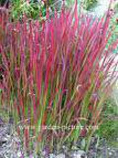 Graminees : Imperata Red Baronweb