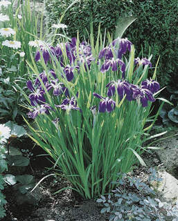 Iris ensata