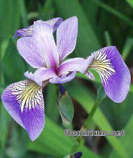 Iris laevigata