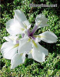 Iris laevigata Snowdrift