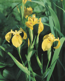 Iris pseudacorus