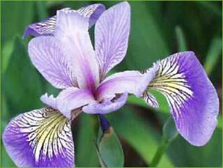 Iris-laevigata