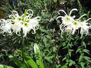 Ismène - ISMENE festalis - Hymenocallis - Bulbe