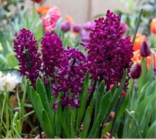 Jacinthe - JACINTHE  'Woodstock' -lot de 5 bulbes- - Bulbe