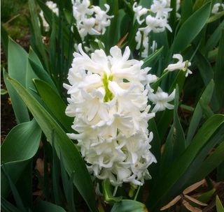 Jacinthe - JACINTHE  'Pallas' -lot de 5 bulbes- - Bulbe