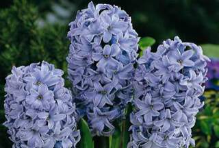 HYACINTHUS  'Delft Blue'