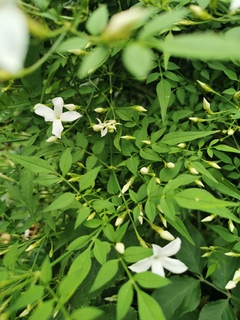 JASMINUM officinal 3