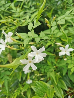 JASMINUM officinal