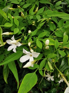 Jasmin - JASMINUM officinalis - Plante grimpante