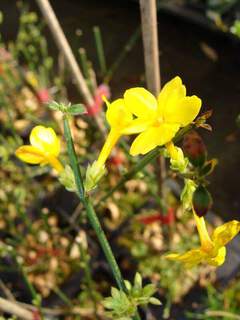 Jasmin d'hiver - JASMINUM nudiflorum - Plante grimpante