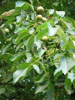 Noyer noir d'Amérique - JUGLANS nigra - Arbre fruitier