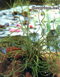 Juncus effusus Spiralis