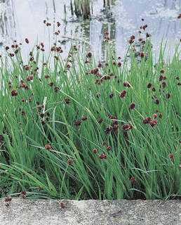 Juncus ensifolius