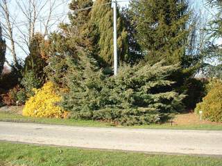 Genévrier - JUNIPERUS media 'Pfitzeriana Glauca' - Conifère nain