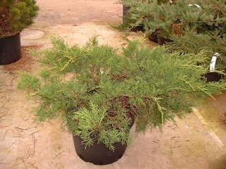 JUNIPERUS media 'Old gold'