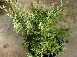 JUNIPERUS media 'Pfiz glauca'