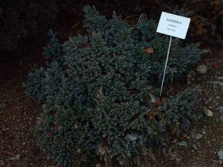 JUNIPERUS squamata 'Blue Star'